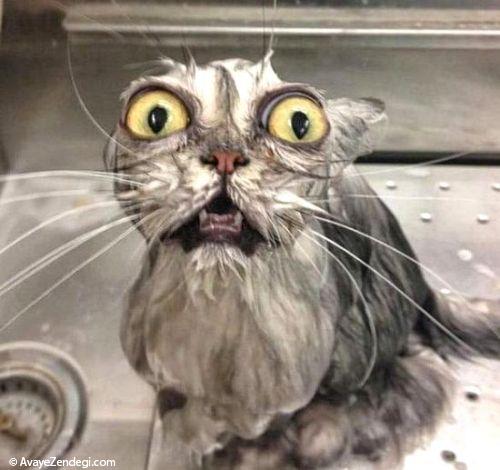 عکس های جالب از گربه های آب کشیده 