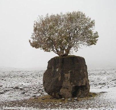 عجیب ترین درخت ایران