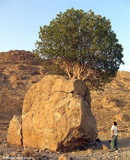 عجیب ترین درخت ایران 
