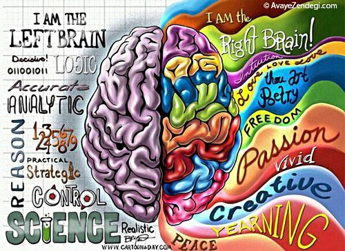  کدام نیمکره مغزتان فعال تر است؟ 