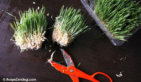 درست کردن سبزه هفت سین برای کودکانتان 