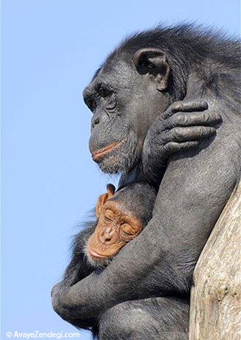  عکس‌های زیبا از رابطه عاشقانه حیوانات (3) 