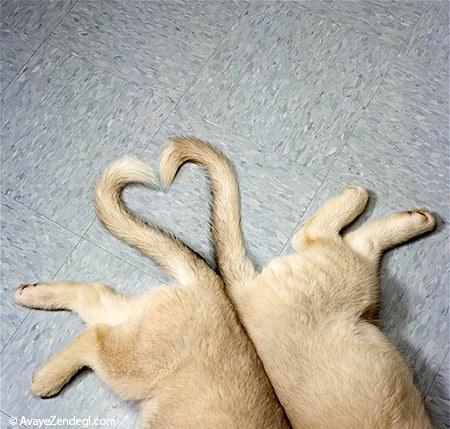  عکس‌های زیبا از رابطه عاشقانه حیوانات (3) 
