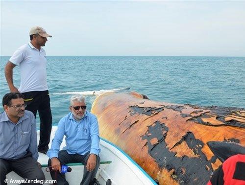  لاشه نهنگ عظیم‌ الجثه در بوشهر 