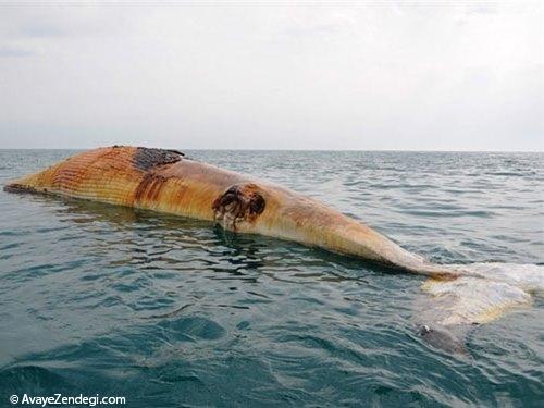  لاشه نهنگ عظیم‌ الجثه در بوشهر 