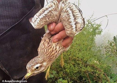  بازار سیاه خرید و فروش پرندگان! 