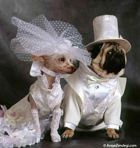  جشن عروسی حیوانات 