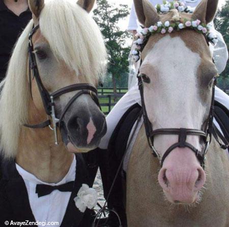  جشن عروسی حیوانات 
