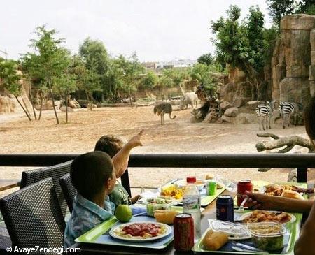 باغ وحش استثنایی در والنسیا 