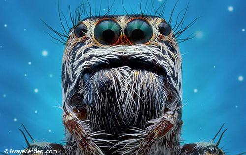 تصاویر شگفت آور عکاسی ماکرو از حشرات 