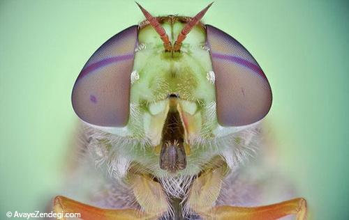 تصاویر شگفت آور عکاسی ماکرو از حشرات 