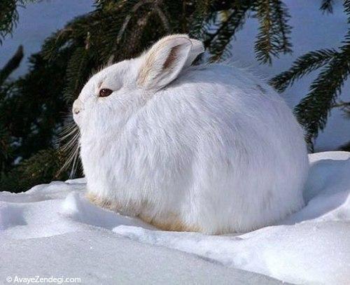 خرگوش قطبی؛ گوله برف گوش دراز!