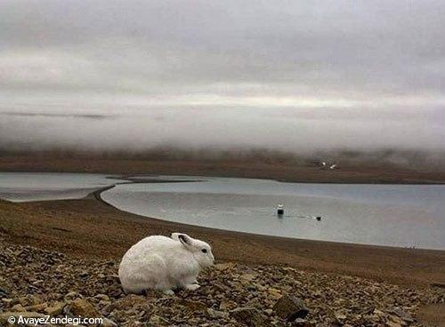خرگوش قطبی؛ گوله برف گوش دراز!