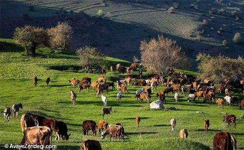 اینجا چشم هایتان نفس می کشند!