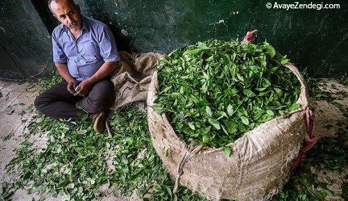 آنها «عطر بهشت» را درو می کنند