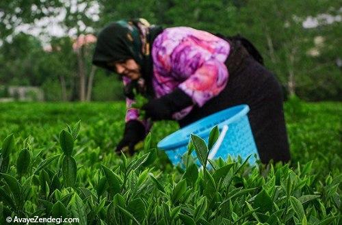 آنها «عطر بهشت» را درو می کنند