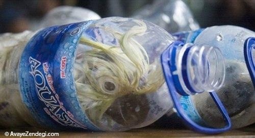 تصاویر قاچاق ظالمانه طوطی در بطری آب!