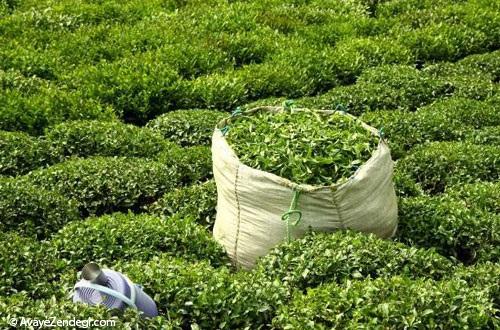 برداشت و فرآوری چای در لاهیجان