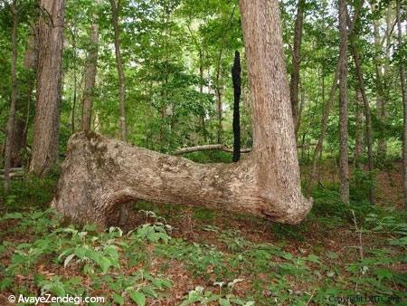 تصاویری از درختان جالب و غیرعادی در آمریکا