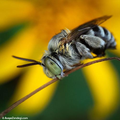 عکاسی ماکرو از حشرات با اسمارت فون‌ها