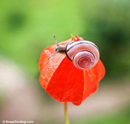 تصاویری از دنیای زیبای حلزون ها