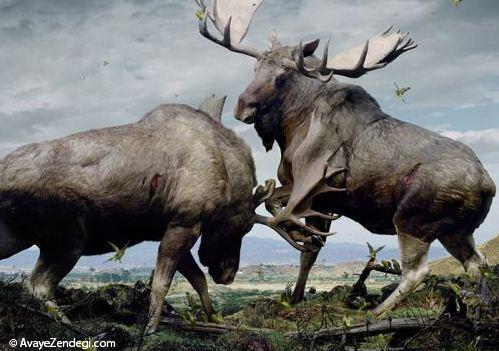 عکس های دستکاری شده جالب از حیوانات 