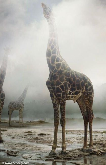عکس های دستکاری شده جالب از حیوانات 