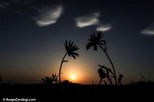 بهشت بابونه در ایران