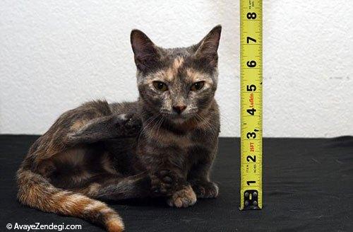 کوتاه ترین گربه جهان