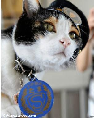 مرگ معروف ترین گربه ژاپن