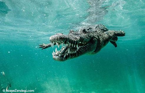 عکاسی دلهره آور از کروکدیل در زیر آب‎