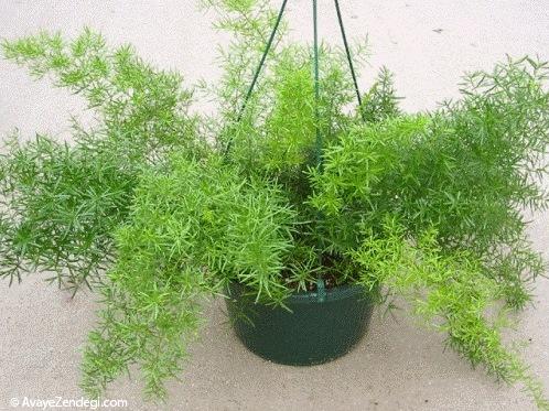  5 گیاه مناسب آپارتمانی 