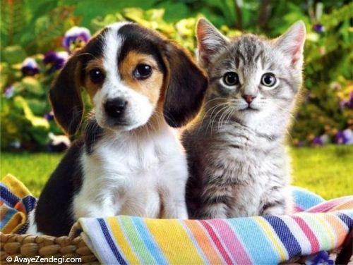 سگ یا گربه؟ نگهداری کدوم بهتره؟