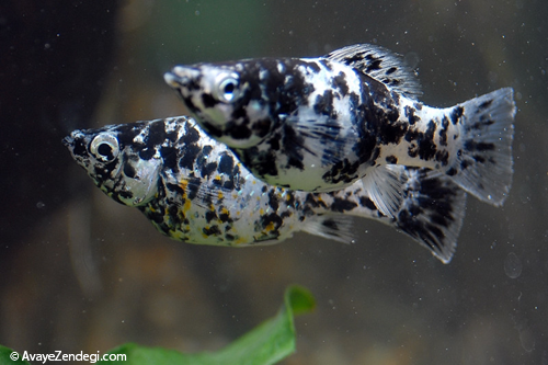 معرفی ماهی مولی دالماسی (Dalmatian Molly)