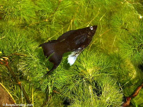 معرفی ماهی مولی دم بربطی (Lyretail Molly)