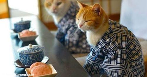 گربه های ژاپنی با لباس کیمونو