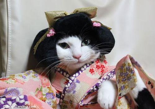 گربه های ژاپنی با لباس کیمونو