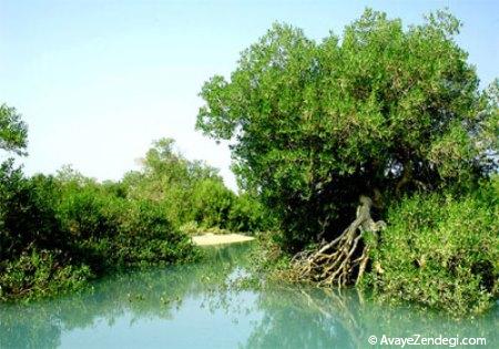  قشم، سرزمین افسانه ای ایران 