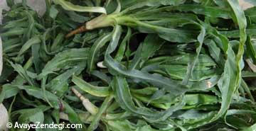 گیاه شنگ مفید برای درمان کولیت و بیماری التهابی روده