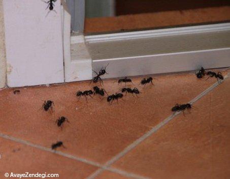 از بین بردن مورچه بدون استفاده از مواد سمی