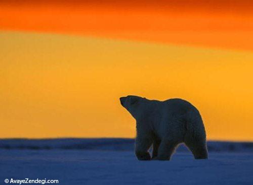 تصاویری زیبا از خرس قطبی