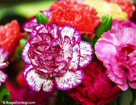 بهترین روش نگهداری از گل میخک چیست؟