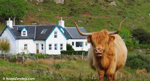 طبیعت زیبای جزیره مول در اسکاتلند
