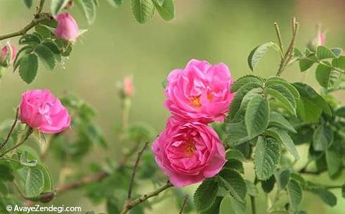 با خواص بی نظیر گلاب آشنا شوید!