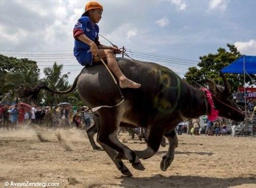 مسابقات بوفالو سواری در تایلند