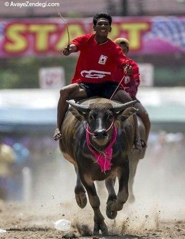 مسابقات بوفالو سواری در تایلند