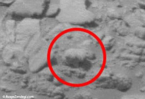  یک خرس در مریخ! 