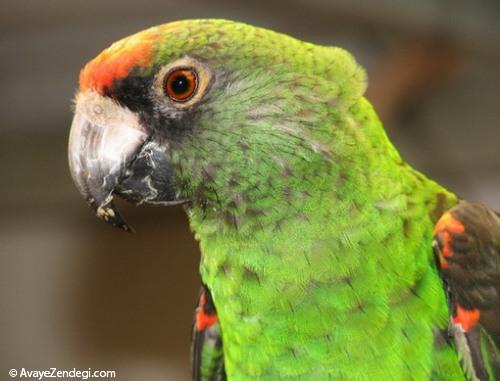 طوطی آفرقایی ژاردین- African Jardine parrot