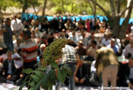 مراسم جشن برداشت سماق در قزوین