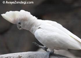 معرفی نژاد طوطی کاکادو دوکروپ (Ducorp Cockatoo)